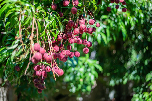 istock Litchi chinensis Sonn 2212518304