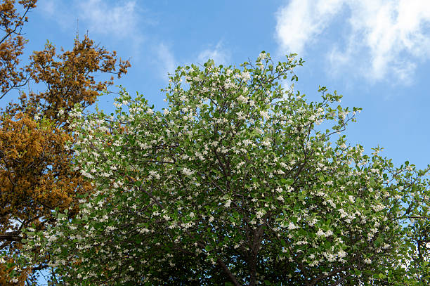 istock Styrax japonicus in forest 2212520560