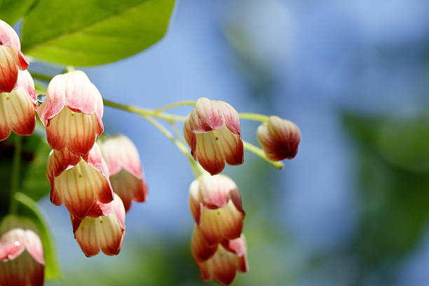 The small and pretty Enkianthus campanulatus is in full bloom
