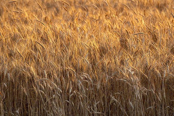 istock natural warmth ripe wheat texture in sunset light, agricultural concept background textured 2212522938