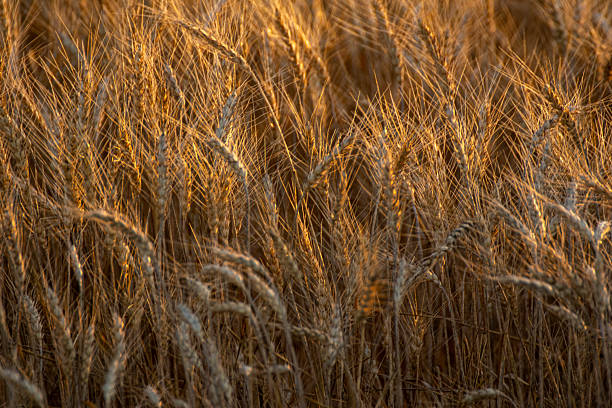 istock grain texture golden wheat in warm soft light, agricultural concept background textured 2212522965