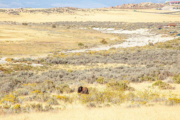 istock Wild bison grazes in meadow, Antelope Island State Park 2212523230