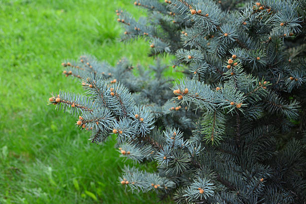 Close-up of a blue spruce tree with green grass