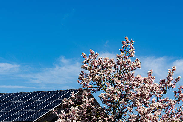 istock Solar panels on a roof with blooming magnolia tree in spring 2212523940