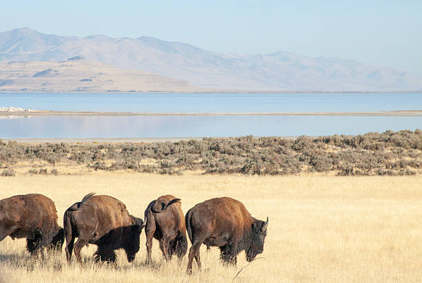 istock Wild bison grazes in meadow, Antelope Island State Park 2212524102