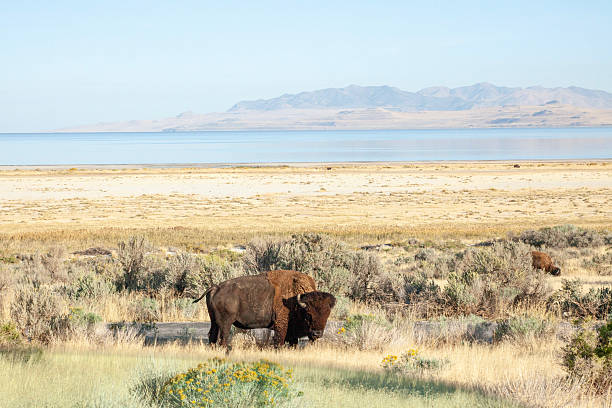 istock Wild bison grazes in meadow, Antelope Island State Park 2212524106