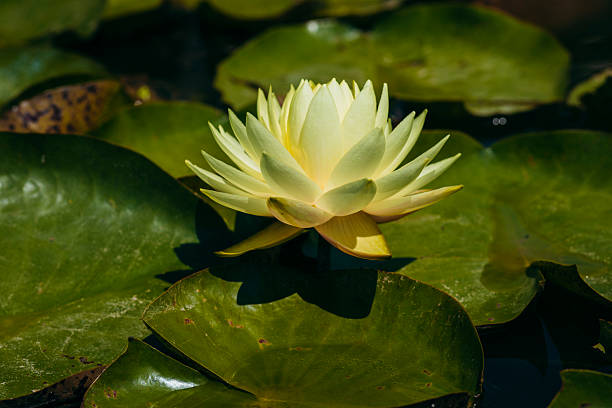 A stunning water lily adorned with soft, elegant yellow petals gracefully floating on a calm water surface