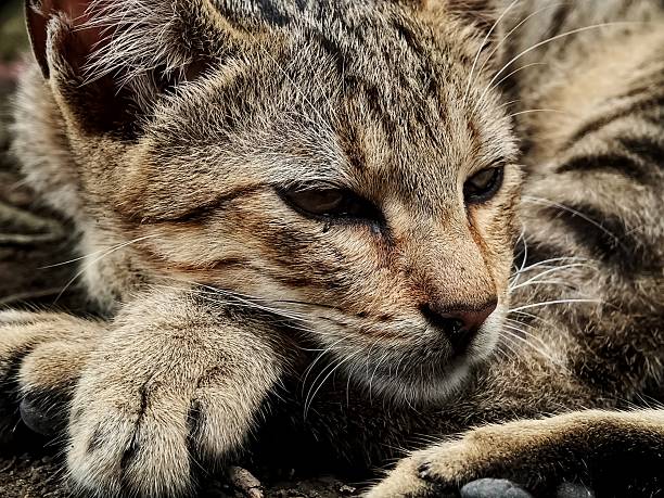 istock the face of a local cat relaxing 2212524661