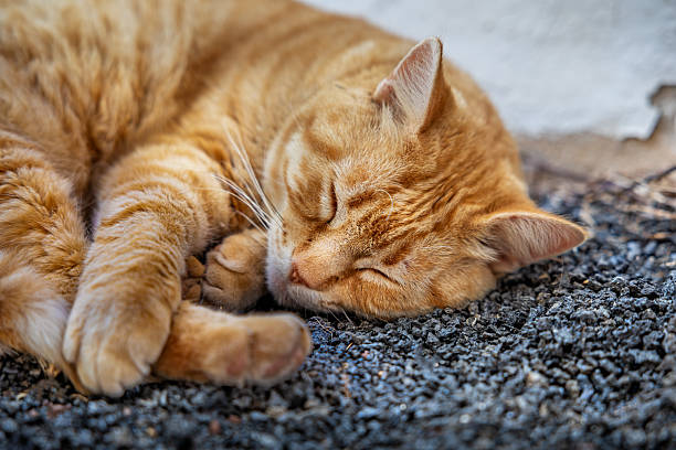 This peaceful image captures an orange tabby cat resting soundly on a bed of small black gravel, curled up with its eyes gently closed. Against a weathered white wall with subtle cracks, the cat embodies pure relaxation and warmth, undisturbed by the world around it. A single green leaf peeking in from the side adds a touch of contrast to the scene, highlighting the serenity of outdoor life. The picture is taken in Teguise on the Spanish Canary Island Lanzarote