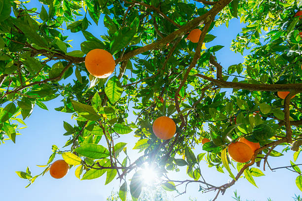 Ripening of the orange or tangerine fruits on a tree at sunny day. Copy space in background