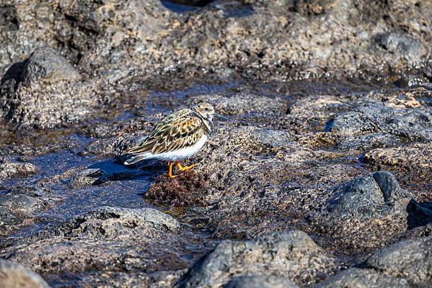 This wildlife photograph features a Ruddy Turnstone (Arenaria interpres) perched on rugged volcanic rocks along the Lanzarote coastline. Its intricate plumage—a mosaic of chestnut, black, and white—contrasts vividly with the dark basalt, while its bright orange legs add a splash of color to the rocky terrain. As a migratory shorebird, the Ruddy Turnstone uses this intertidal zone as a crucial stopover on its long journey between Arctic breeding grounds and African wintering sites, flipping stones and debris in search of food. The picture is taken on the Spanish Canary Island Lanzarote.