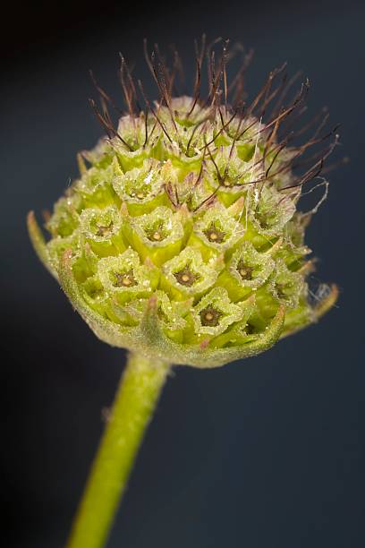 istock Pycnomon rutifolium fruit 2212526075