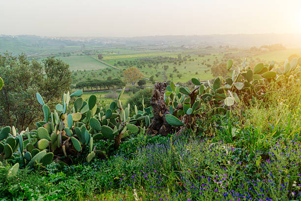 A serene rural view featuring lush green fields, vibrant wildflowers, and clusters of cacti under the warm light of dawn or sunset, captured in the countryside of Sicily, Italy.