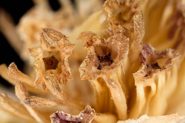 istock Pycnomon rutifolium fruit 2212526160
