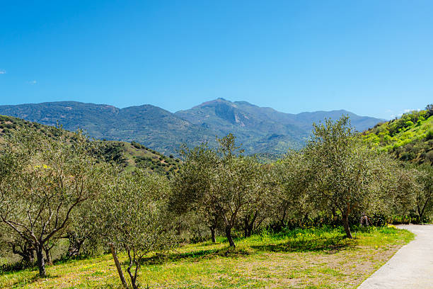 A lush olive grove set against a backdrop of rolling hills and clear blue skies, showcasing the natural beauty and tranquility of the Sicilian countryside.