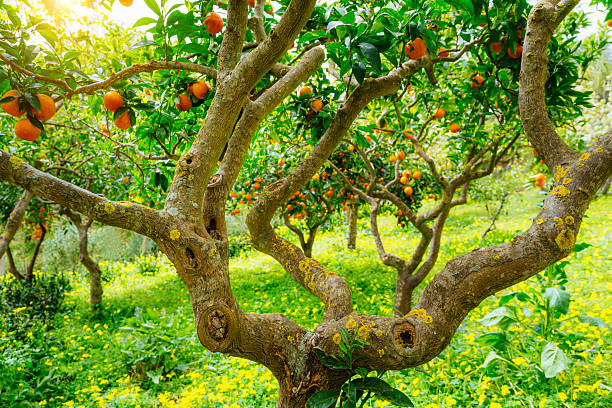 A bright and thriving orange grove growing amid lush greenery under sunlight in Sicily, Italy. Radiating freshness and vitality, this orchard offers a picturesque look at nature's produce.