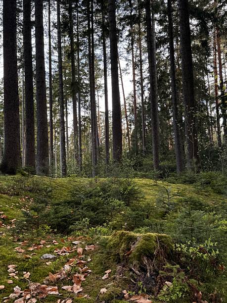 Green Forest Dresdener Heide Trees and Moss