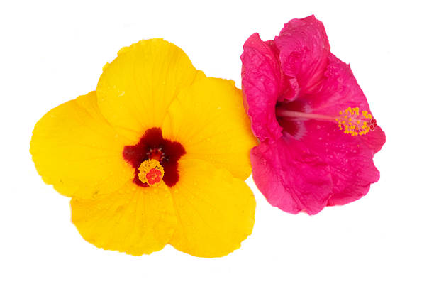 istock Red hibiscus flowers, summer vacational background 2212527470