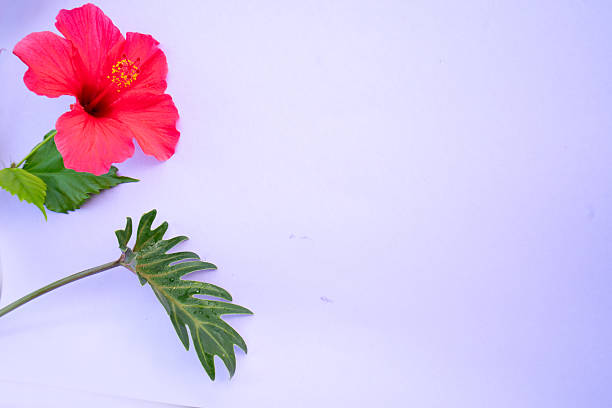 Tropical leaves and flowers over violet background, summer background with copy space