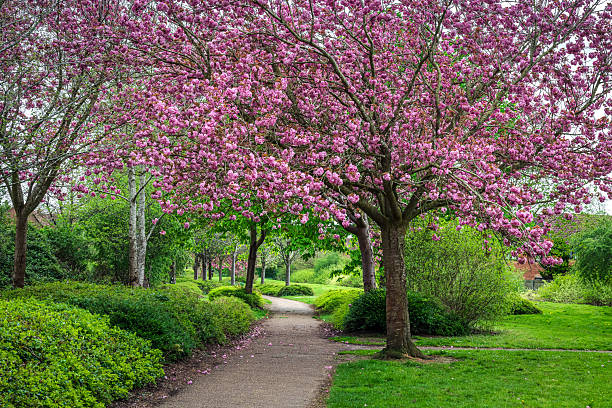istock A beautiful scene of a blooming pink cherry tree stands beside a footpath 2212529237