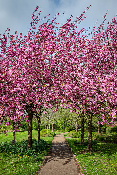 istock A footpath passes under a small group of blooming pink cherry trees 1 2212529930