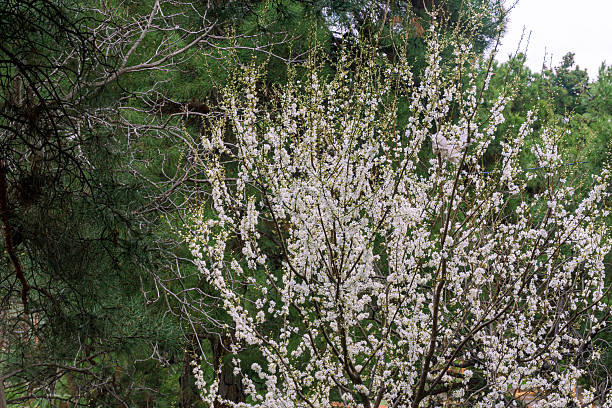 istock Plum tree in spring blossom. White fluffy flowers completely cover the thin branches. Coniferous trees in the background 2212529954