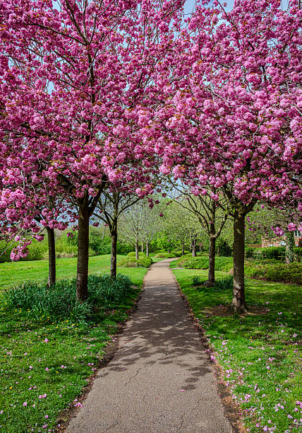 istock A footpath passes under a small group of blooming pink cherry trees 2 2212530118
