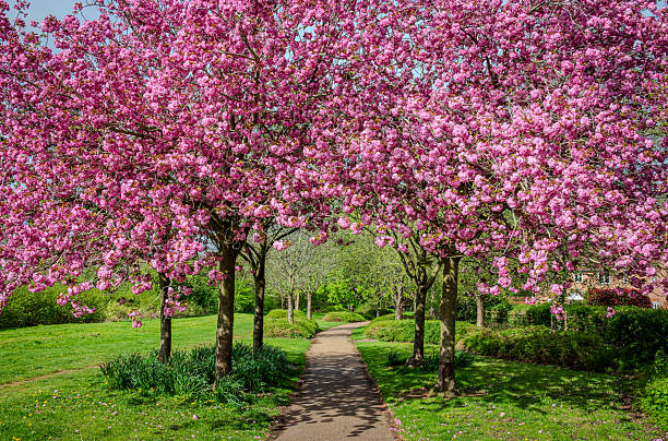 istock A small group of blooming pink cherry trees stands beside a footpath 1 2212530200