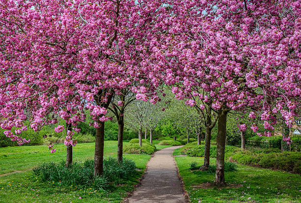 istock A small group of blooming pink cherry trees stands beside a footpath 2 2212530208