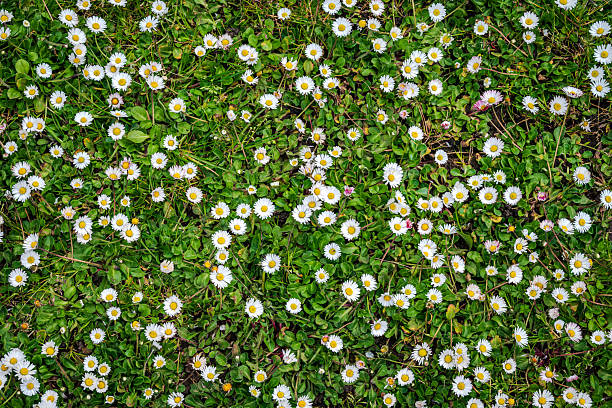 istock An early spring field of oxeye daisies 2 2212530788