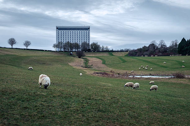 Sheep graze peacefully across a vast, rolling grass field in a public park, while the backdrop of urban buildings contrasts nature with city life