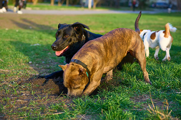 istock Cheerful dogs playing on a walk. Pitbull digs a hole 2212531750