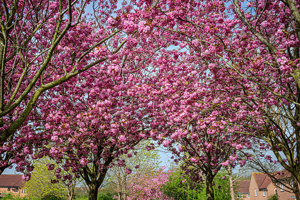 istock Clusters of blooming branches from several pink Prunus Kanzan cherry trees 2212532601