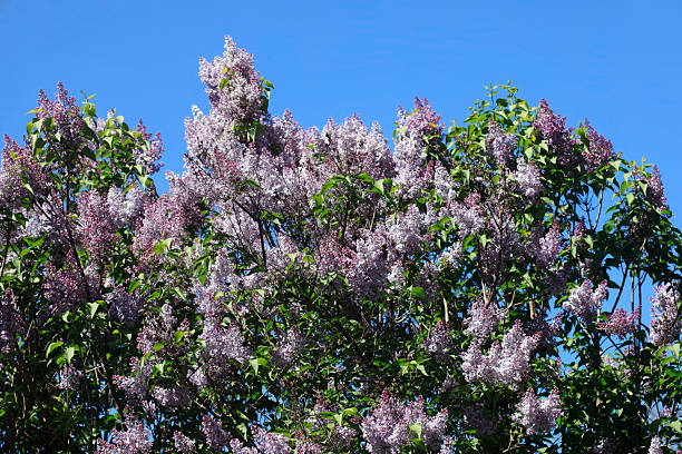 istock Violet lilac in spring garden 2212534427