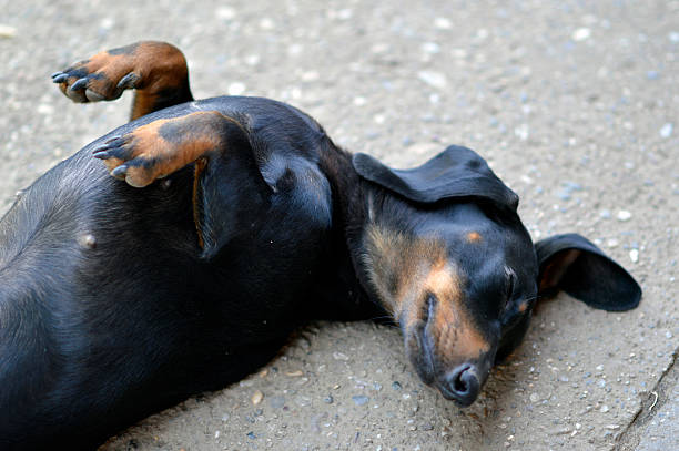 istock portrait of dachshund in funny digging and sleeping poses 2212536094