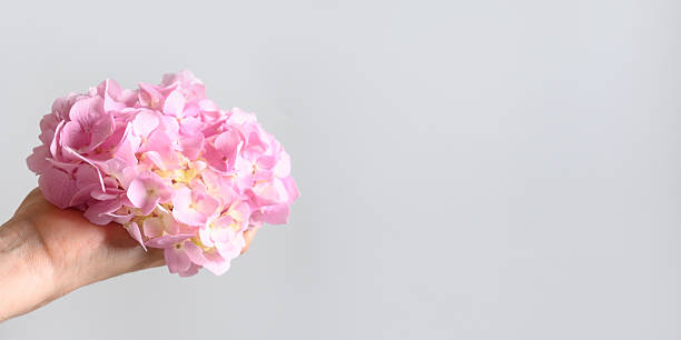 istock Pink hydrangea flower on gray background. Greeting card. Minimal. 2212536556