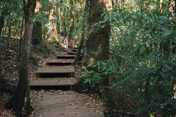 istock vertical shot of tranquil forest scene with warm sun filtering through trees  forest foliage in tropical woodland at inthanon Chiang mai 2212538110