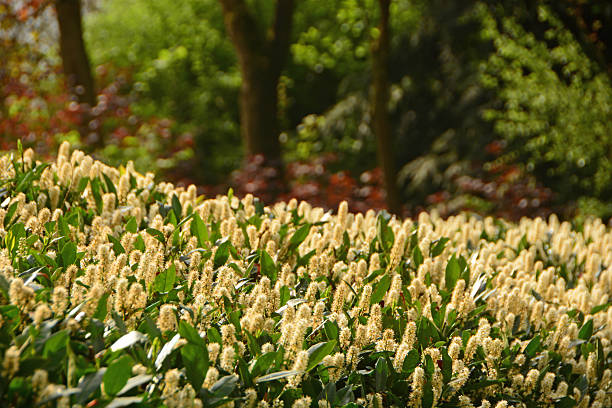 Springtime in a Park: Prunus laurocerasus in full bloem. In background some tree trunks.