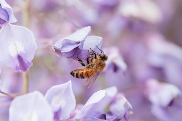 istock Honeybees swarming around wisteria in full bloom 2212541592
