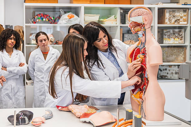 istock High school teacher explaining human anatomy to students in laboratory 2212541975