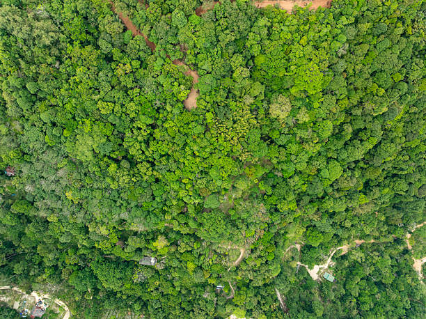 istock Top view green forest trees background, Beautiful green nature background 2212542674
