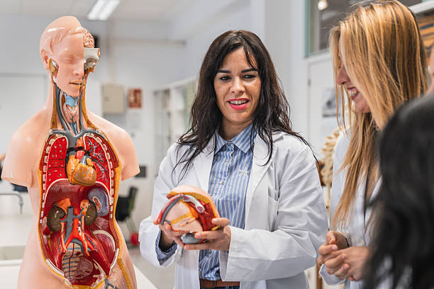 istock Medical teacher explaining human anatomy to students in laboratory 2212543694