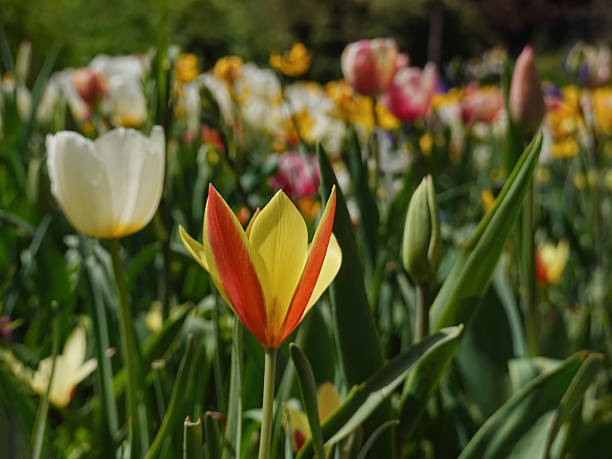 Colorful spring flowers - red  yellow  and white tulips