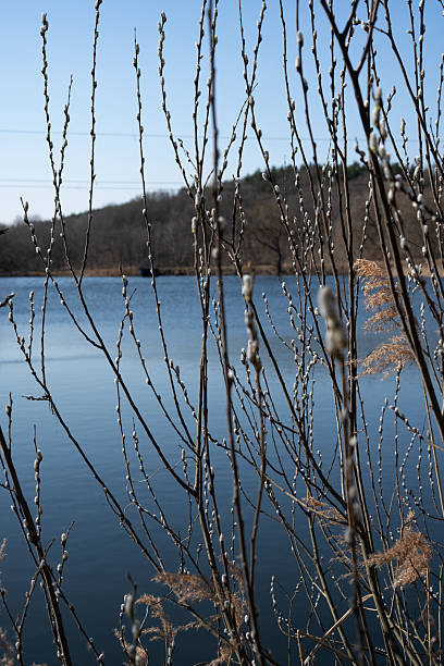 serene lake scene with budding branches in the foreground under clear blue sky, contrasting against distant hills, showcasing the tranquility of early spring nature's awakening, picture, untouched