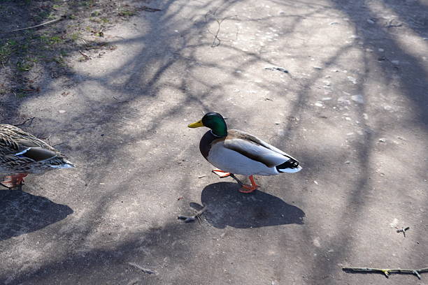 pair of mallard ducks walking on sunlit path amidst subtle shadows of tree branches cast on textured surface in natural park setting on clear day, habitat, relaxing, warm, seasonal, texture, ground