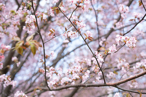 istock delicate cherry blossoms in soft focus epitomize spring's arrival with gentle pink hues and light green leaves against a clear blue sky, evoking serenity and renewal, uplifting, soothing, airy 2212549169