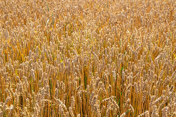 Gold wheat field and blue sky. High quality photo
