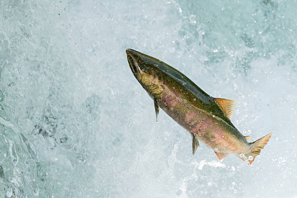 istock Red-spotted Masu Salmon (Oncorhynchus masou macrostomus) 2212550295
