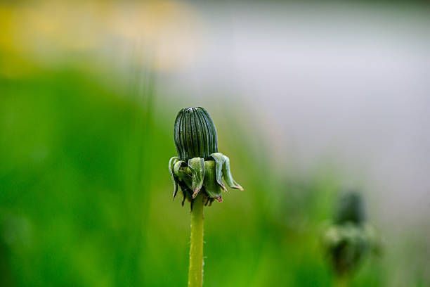 Close-up view of delicate dandelion flowers highlighting fine structures.