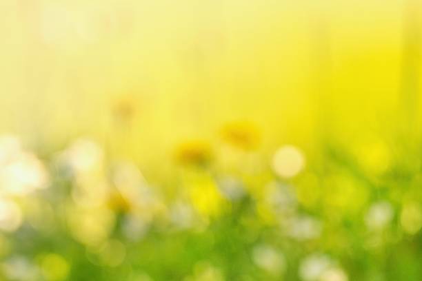 istock Abstract blurred background, defocused flowers and leaves 2212550602
